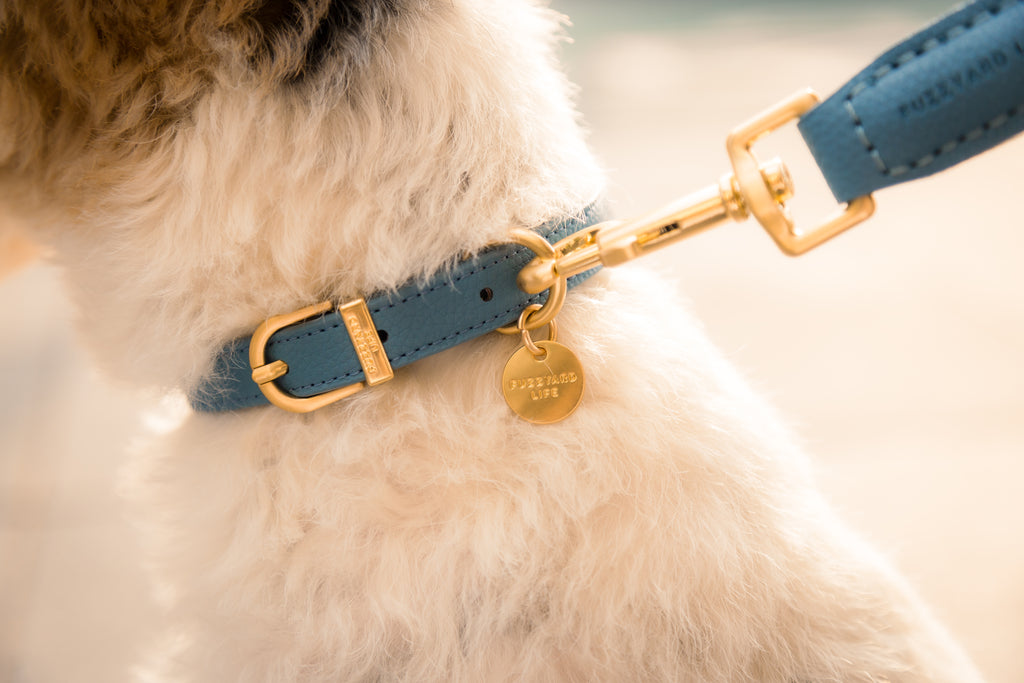 French Blue - Collier pour chien Atelier