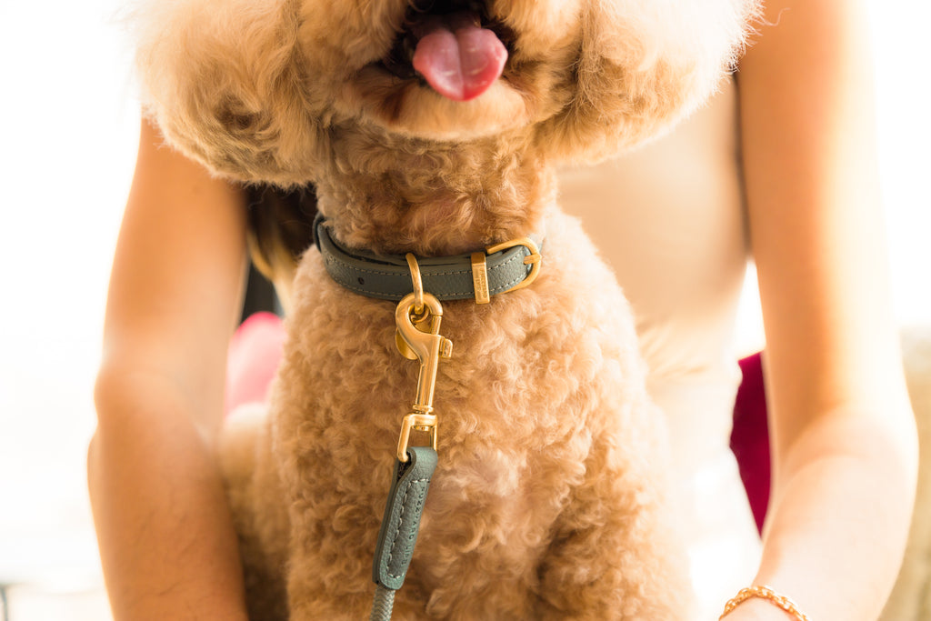  Myrtle Green - Collier pour chien Atelier