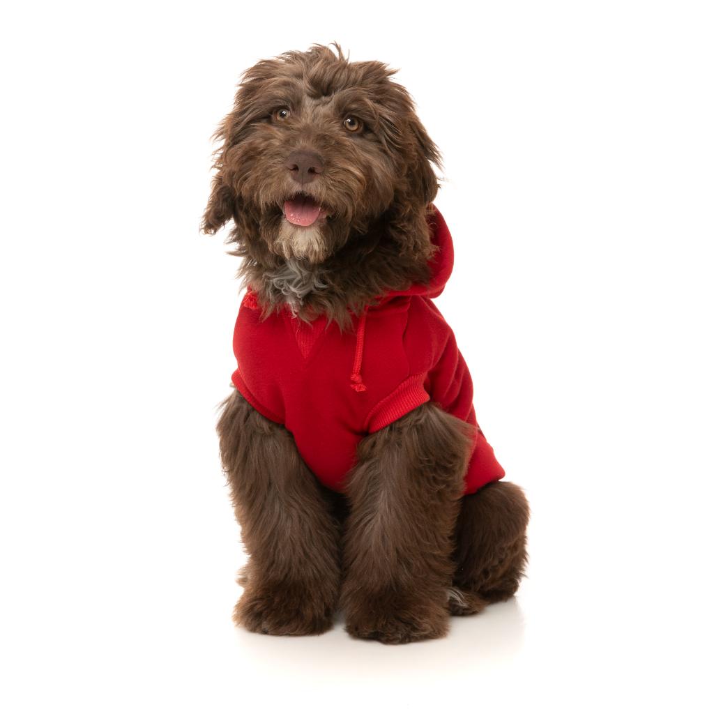 Sweat à capuche Zoomies Rouge