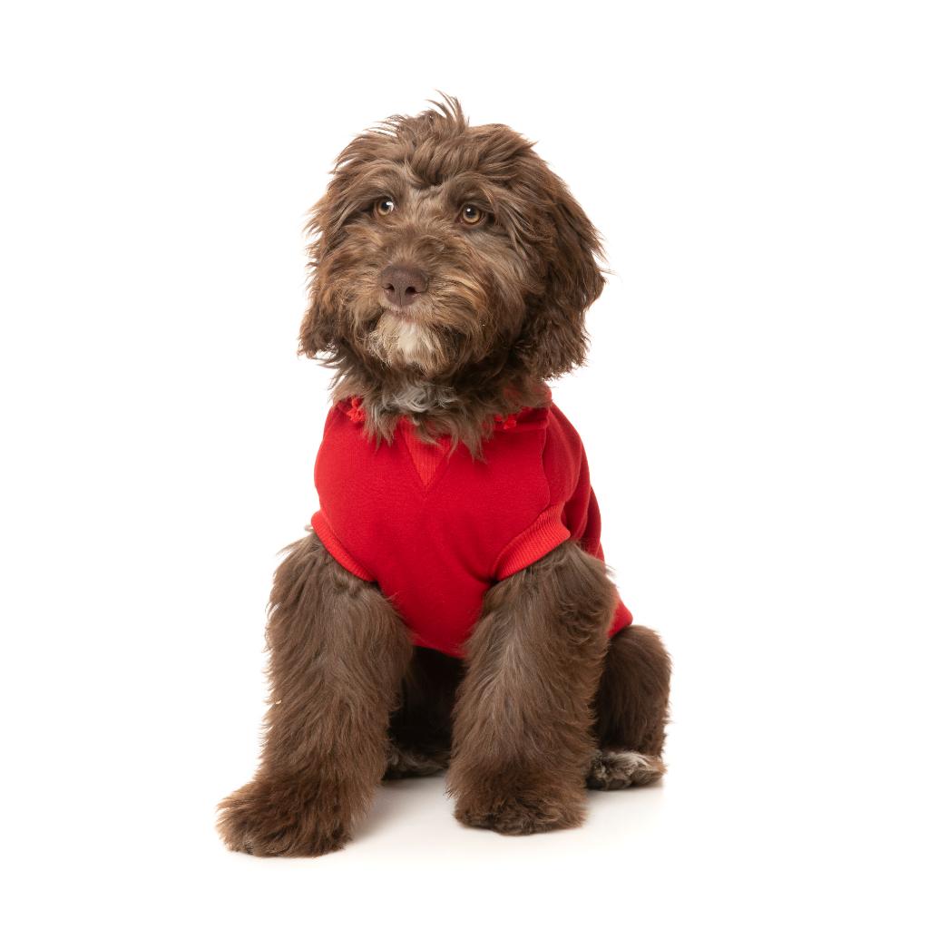 Sweat à capuche Zoomies Rouge