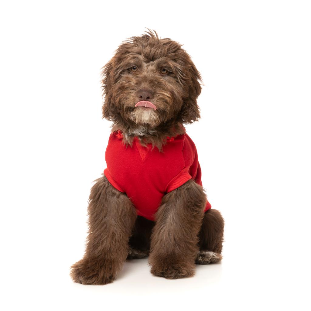 Sweat à capuche Zoomies Rouge
