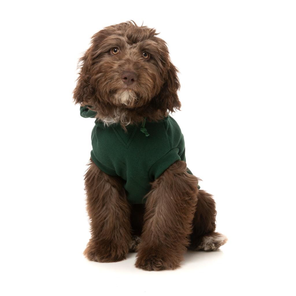 Sweat à capuche Treats Vert