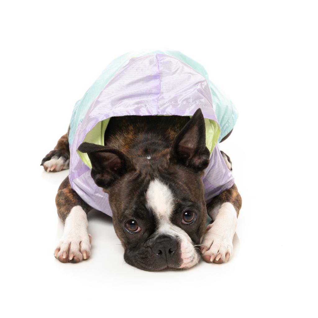 Imperméable Ormond Violet/Bleu