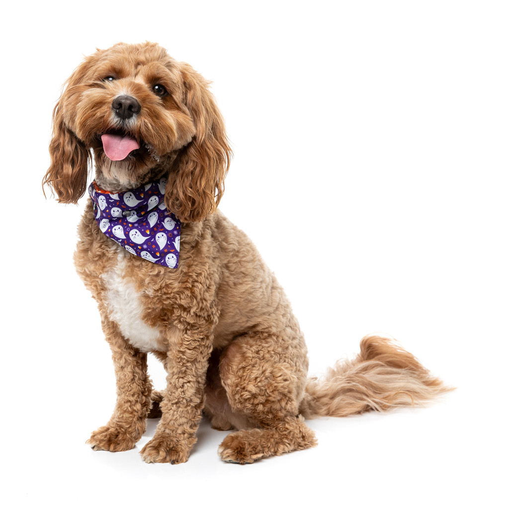 Spooky Spirits - Bandana pour chiens et chats
