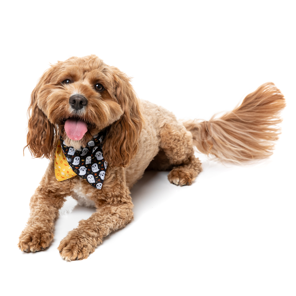 Peek-A-Boo - Bandana pour chiens et chats