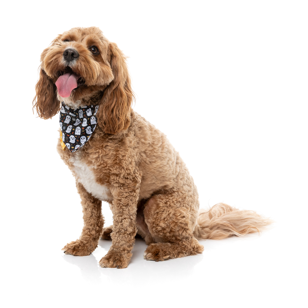 Peek-A-Boo - Bandana pour chiens et chats