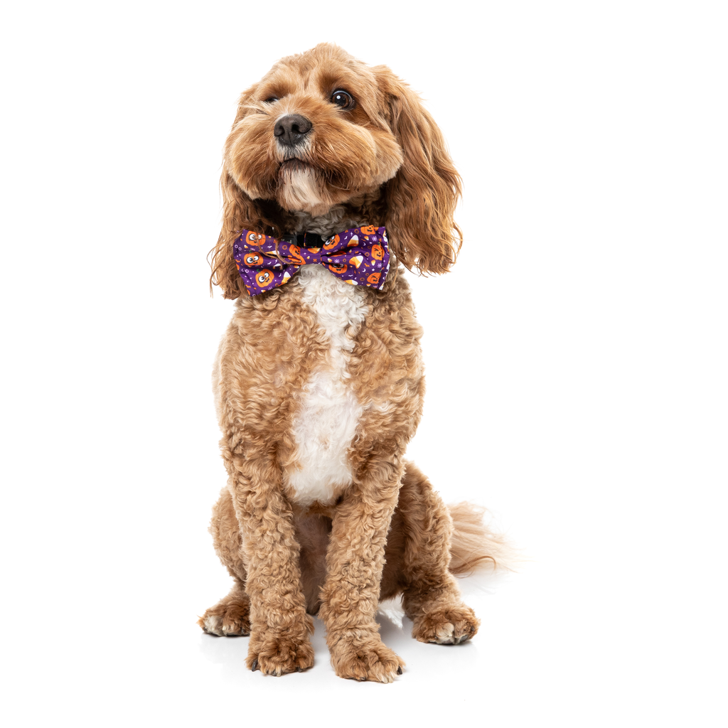 Goofy Gourds - Nœud papillon pour chiens et chats