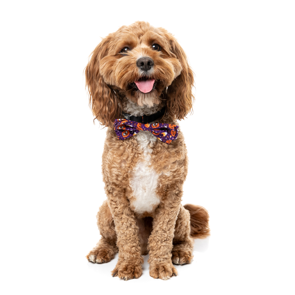 Goofy Gourds - Nœud papillon pour chiens et chats