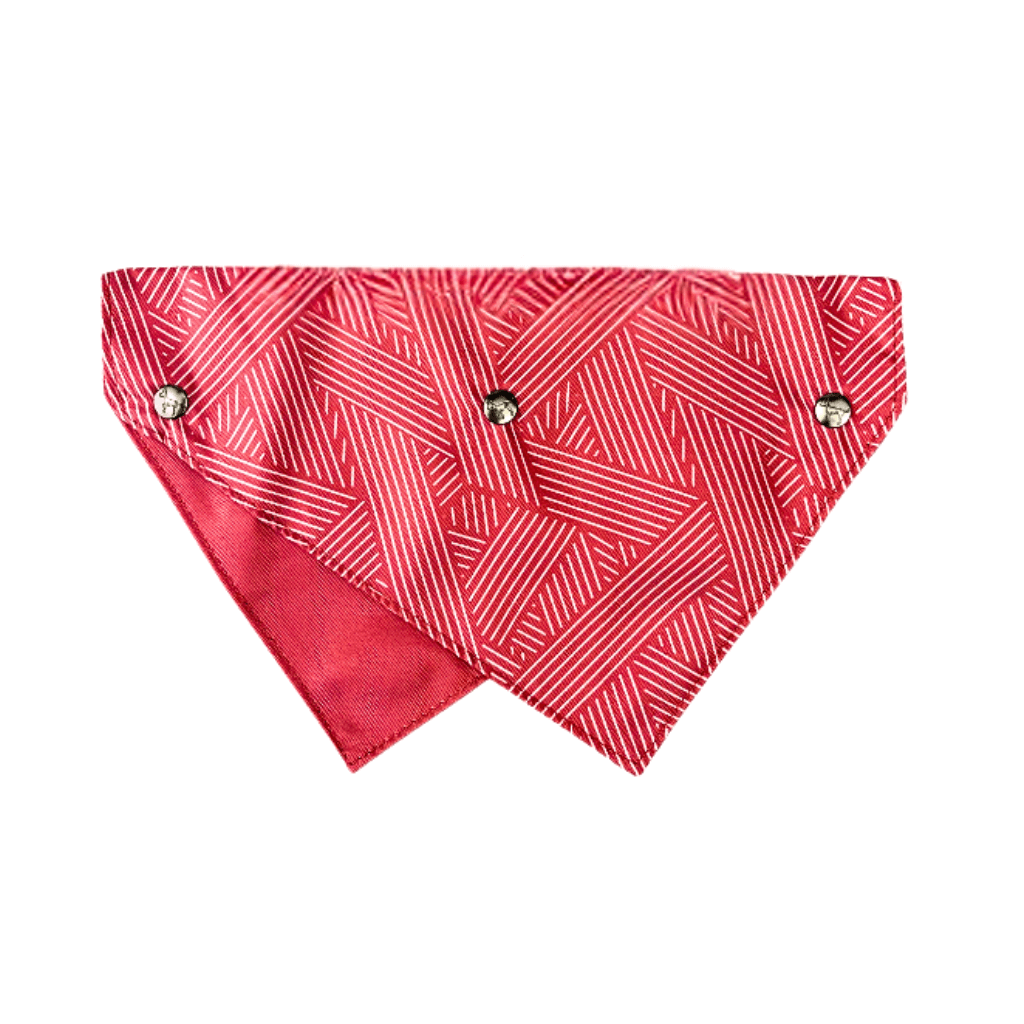 Harnais de plastron pour chien You Drive Me Glazy