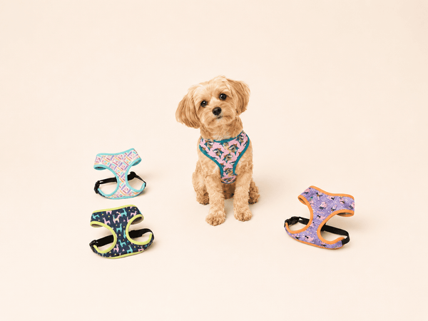 Produits de promenade FuzzYard