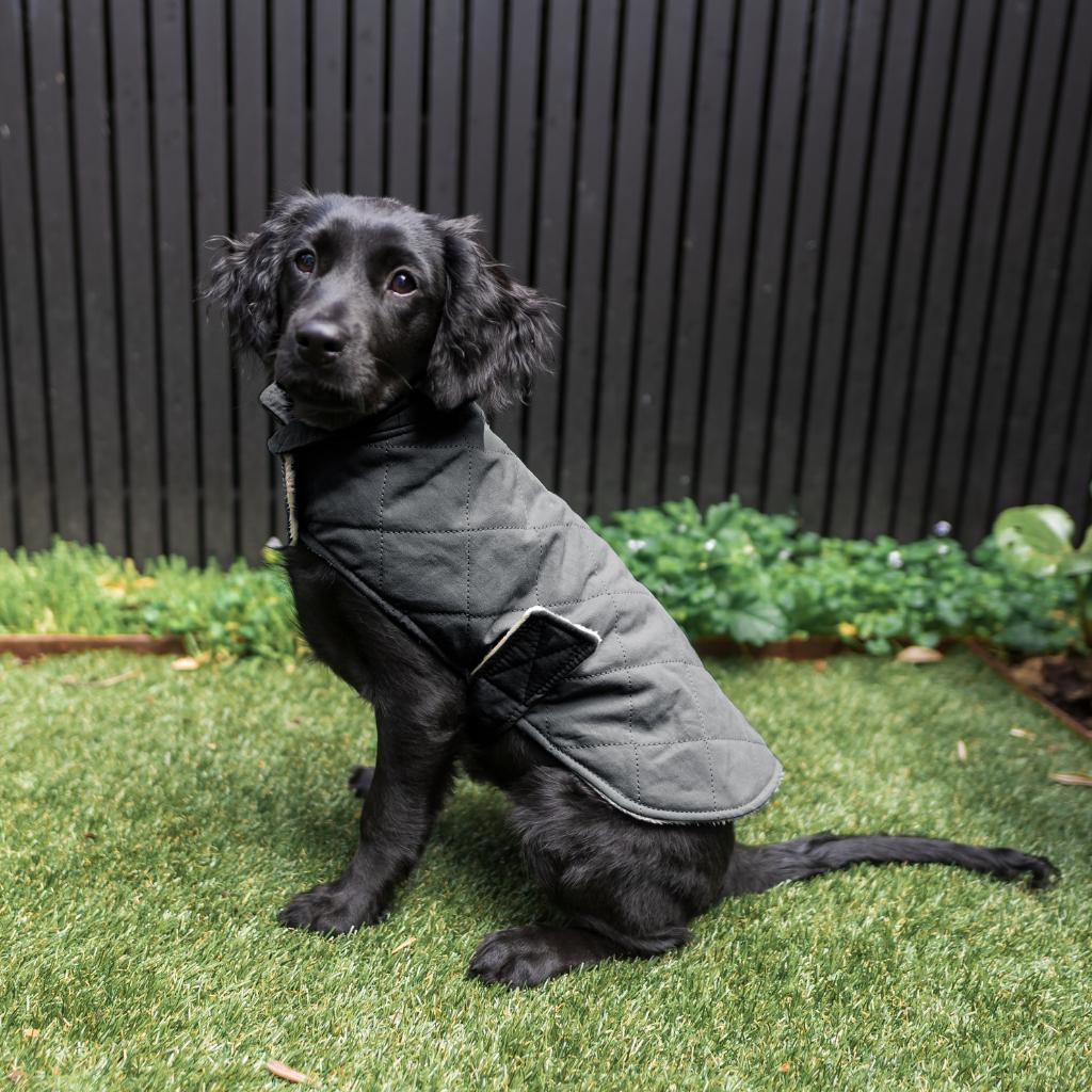 Slate Grey - Veste matelassée en coton Fuzzyard Life