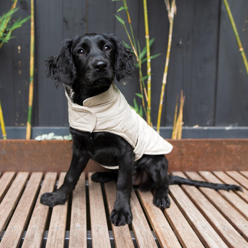 Sandstone - Veste matelassée en coton Fuzzyard Life