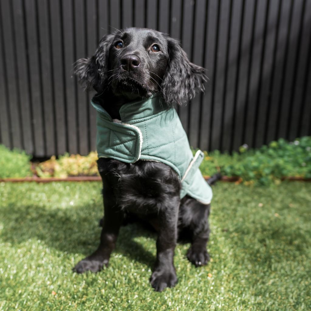 Myrtle Green - Veste matelassée en coton Fuzzyard Life