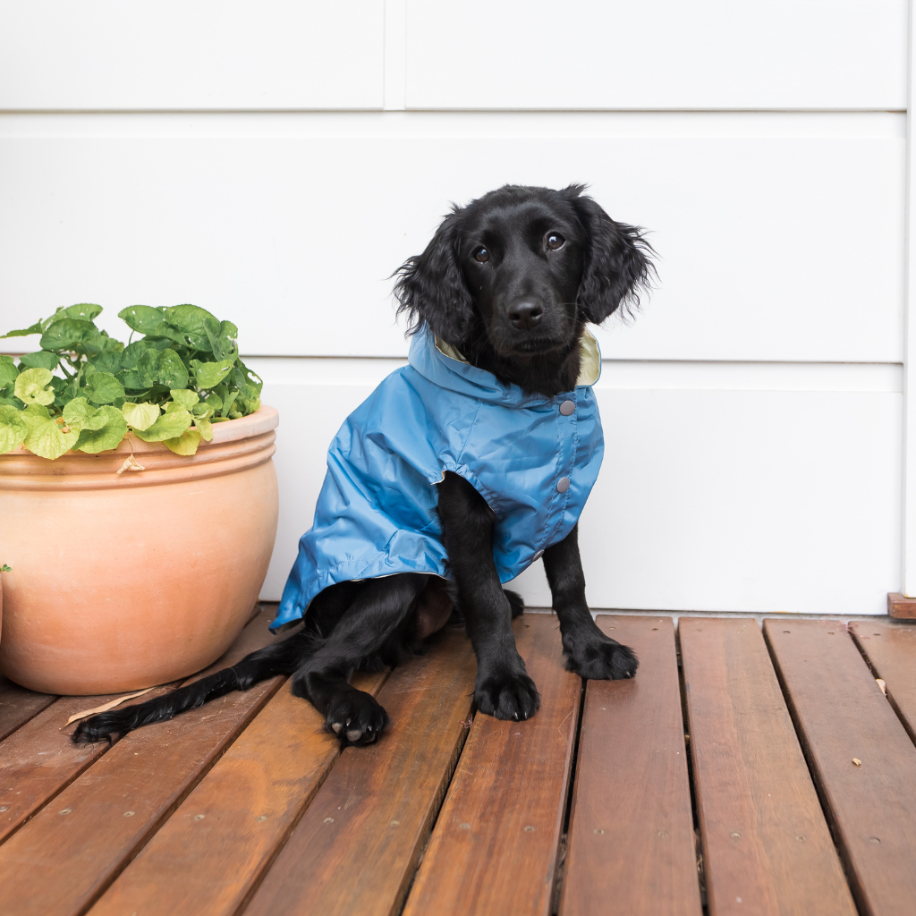 Bleu français - Imperméable FuzzYard Life