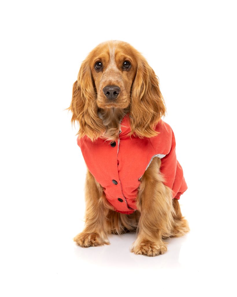 Veste pour chien - Ashbury