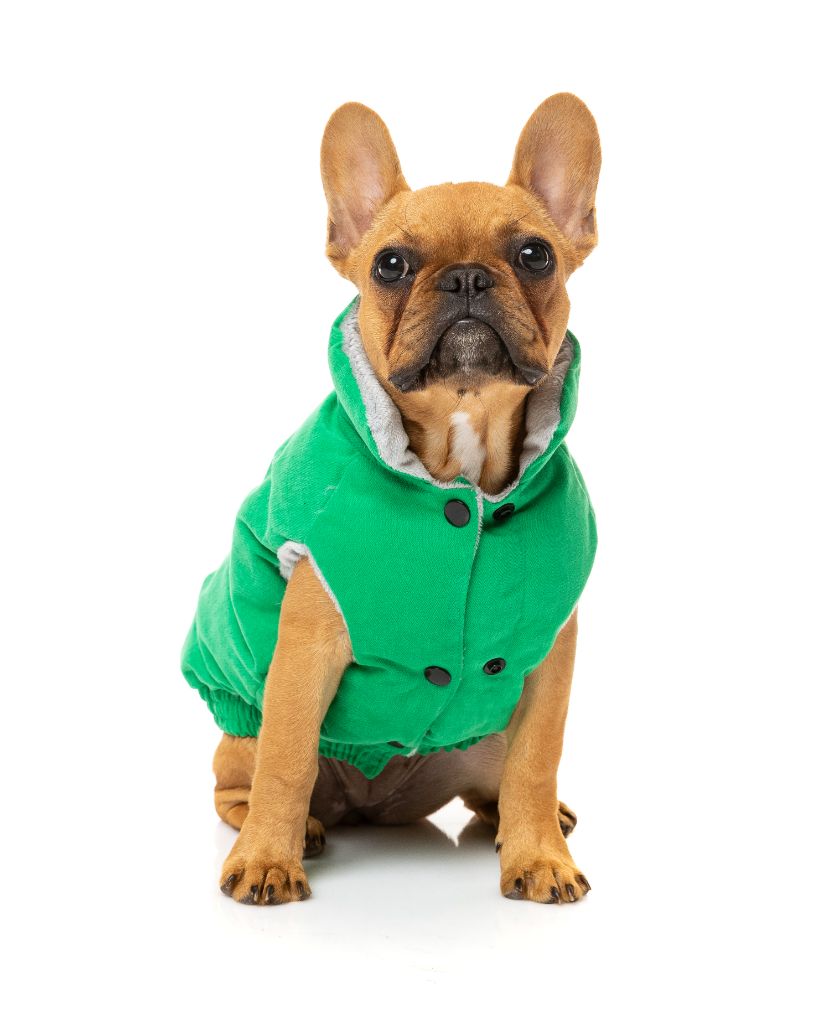 Veste pour chien - Ashbury