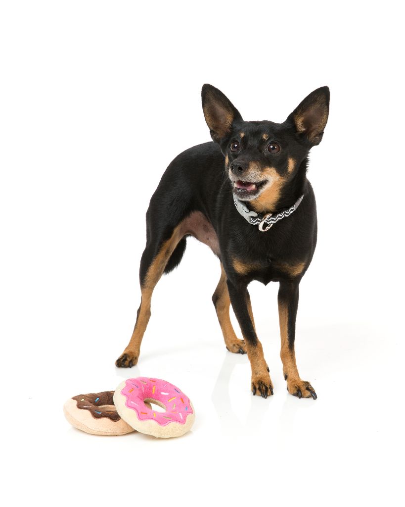 Donuts (lot de 2) - Jouet pour chien